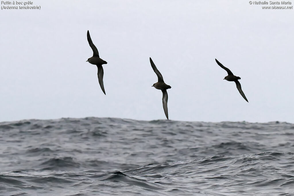 Puffin à bec grêleadulte, Vol