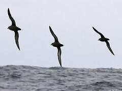 Short-tailed Shearwater