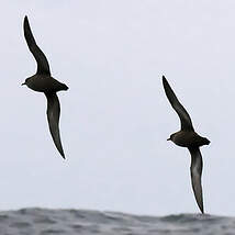 Puffin à bec grêle