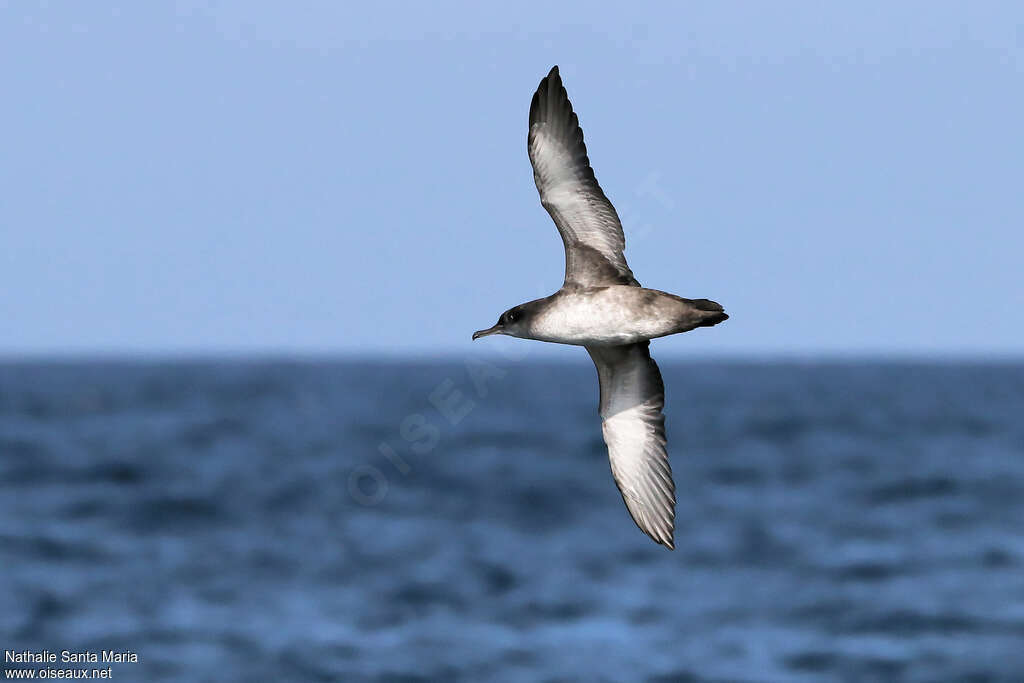 Balearic Shearwateradult, pigmentation, Flight, Behaviour