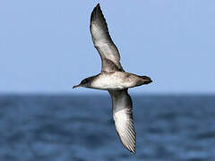 Balearic Shearwater