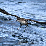 Puffin des Baléares