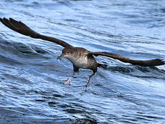 Balearic Shearwater