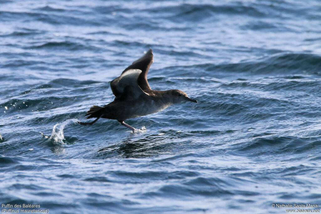 Balearic Shearwateradult, identification, habitat, Flight, Behaviour