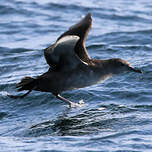Puffin des Baléares