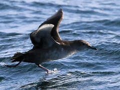 Balearic Shearwater