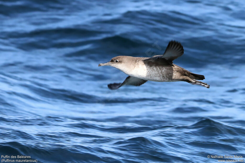 Balearic Shearwateradult, identification, habitat, Flight, Behaviour