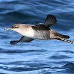 Puffin des Baléares