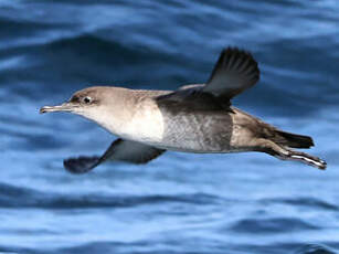 Puffin des Baléares