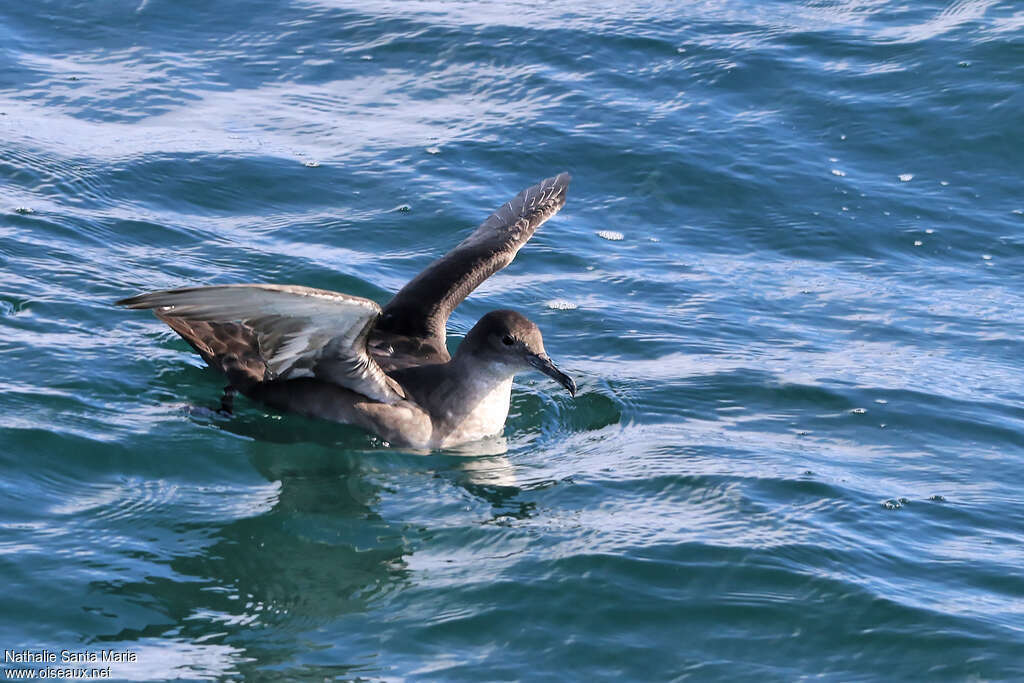 Puffin des Baléaresadulte, identification, nage, pêche/chasse, Comportement