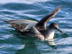 Balearic Shearwater