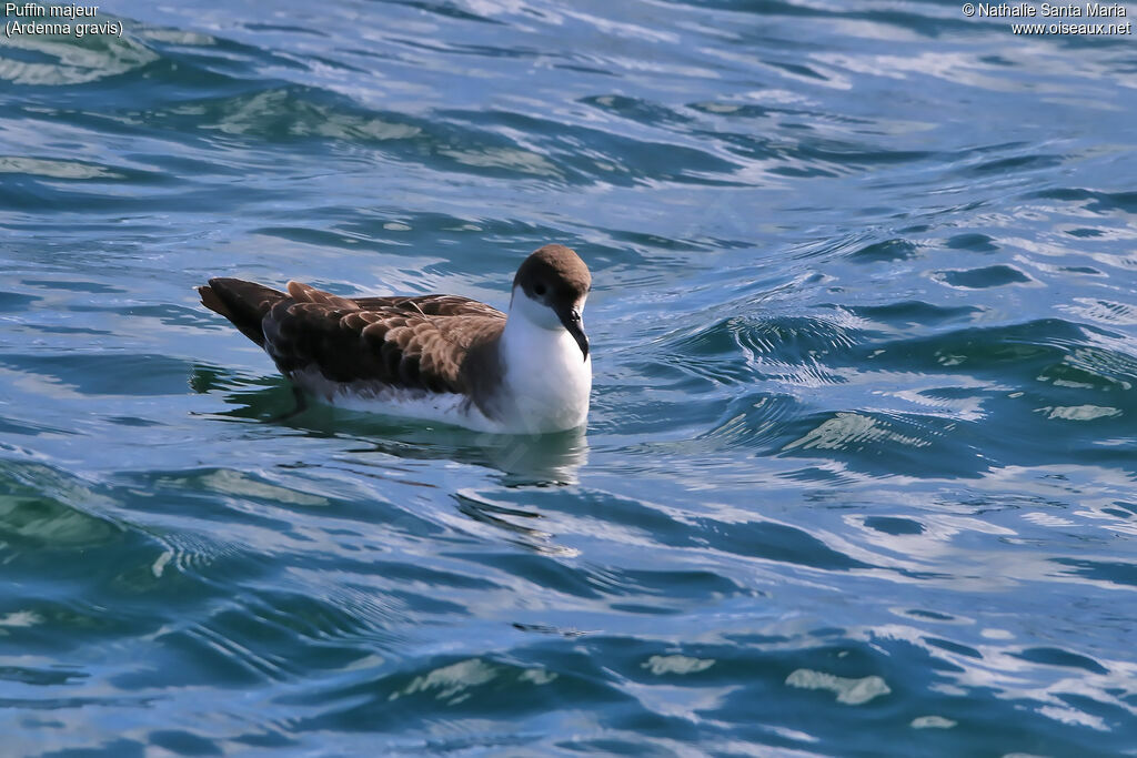 Puffin majeuradulte, identification, habitat, nage