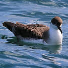 Puffin majeur