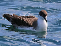 Great Shearwater