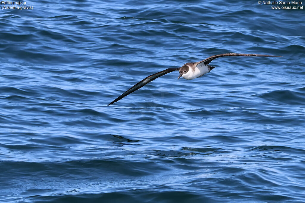 Great Shearwateradult, Flight