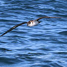 Puffin majeur
