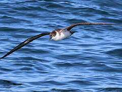 Great Shearwater