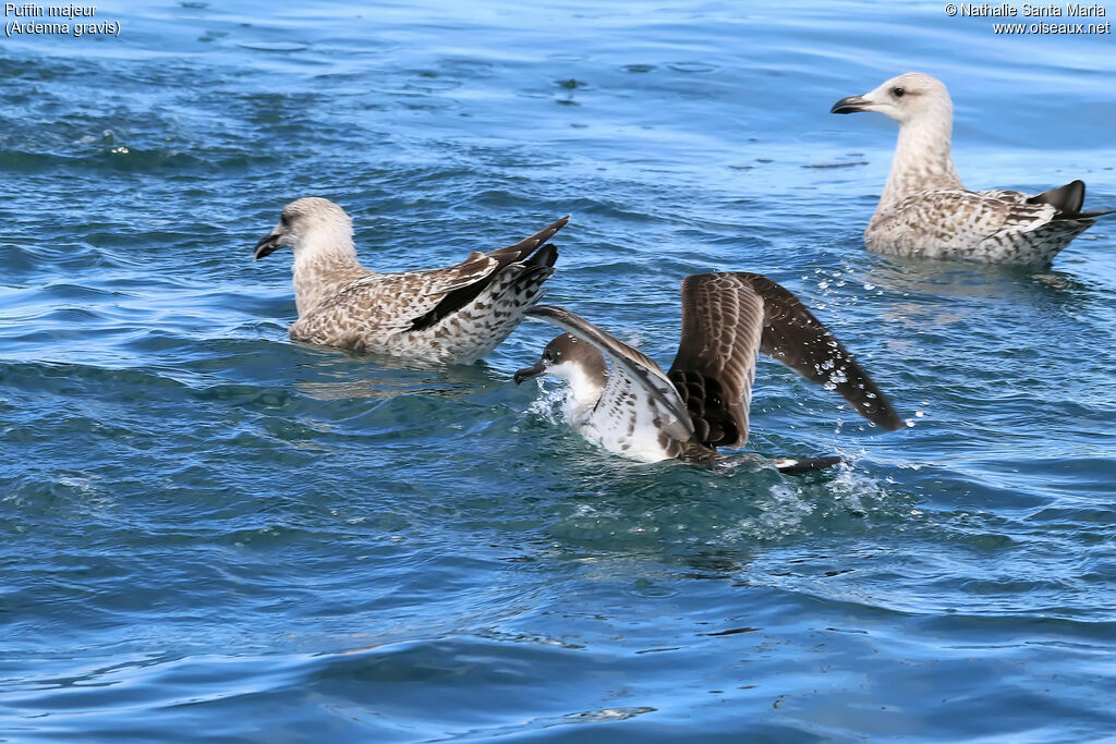 Great Shearwateradult, identification, swimming