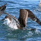 Puffin majeur