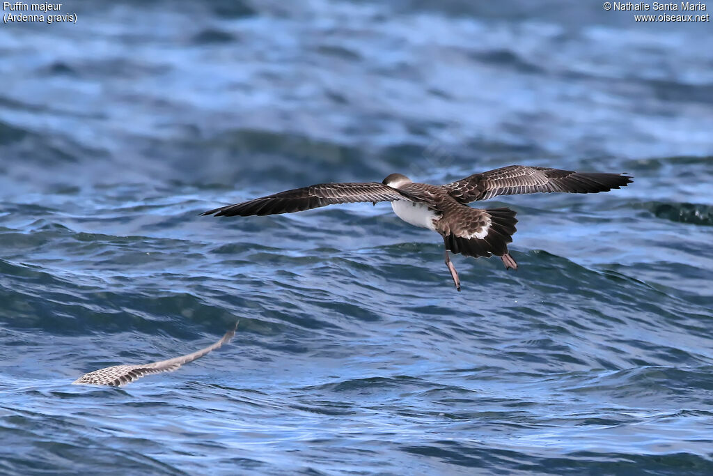 Puffin majeuradulte, identification, habitat, Vol