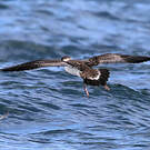 Puffin majeur