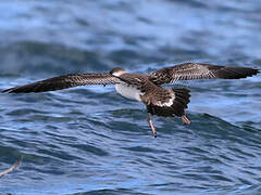 Great Shearwater