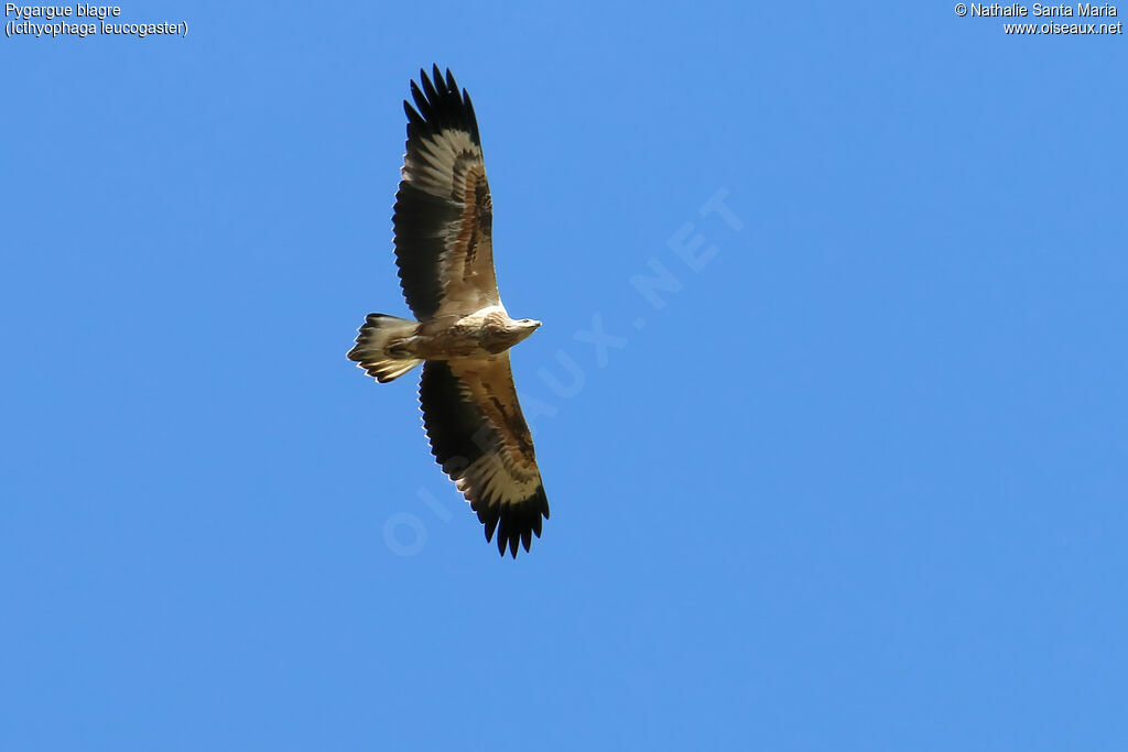 White-bellied Sea Eaglejuvenile, Flight