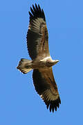 White-bellied Sea Eagle