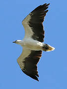 White-bellied Sea Eagle