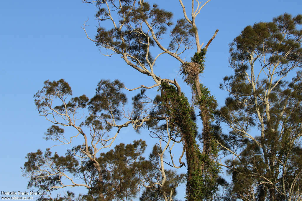 White-bellied Sea Eagle, Reproduction-nesting