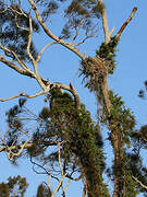 White-bellied Sea Eagle