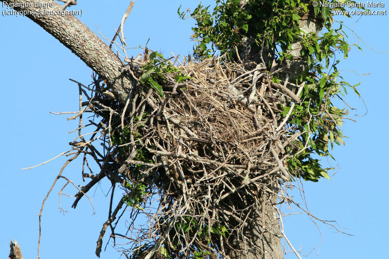 White-bellied Sea Eagle, Reproduction-nesting