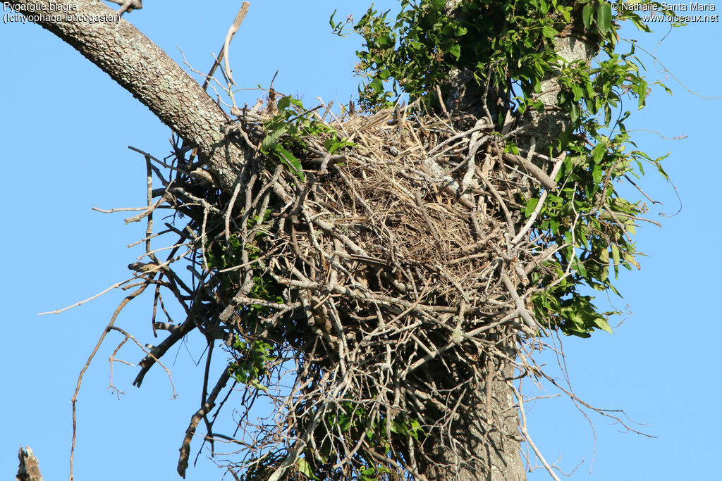 White-bellied Sea Eagle, Reproduction-nesting