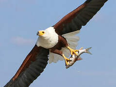 African Fish Eagle