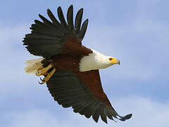 African Fish Eagle