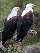 African Fish Eagle