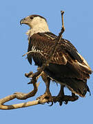 African Fish Eagle