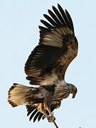 African Fish Eagle