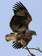 African Fish Eagle