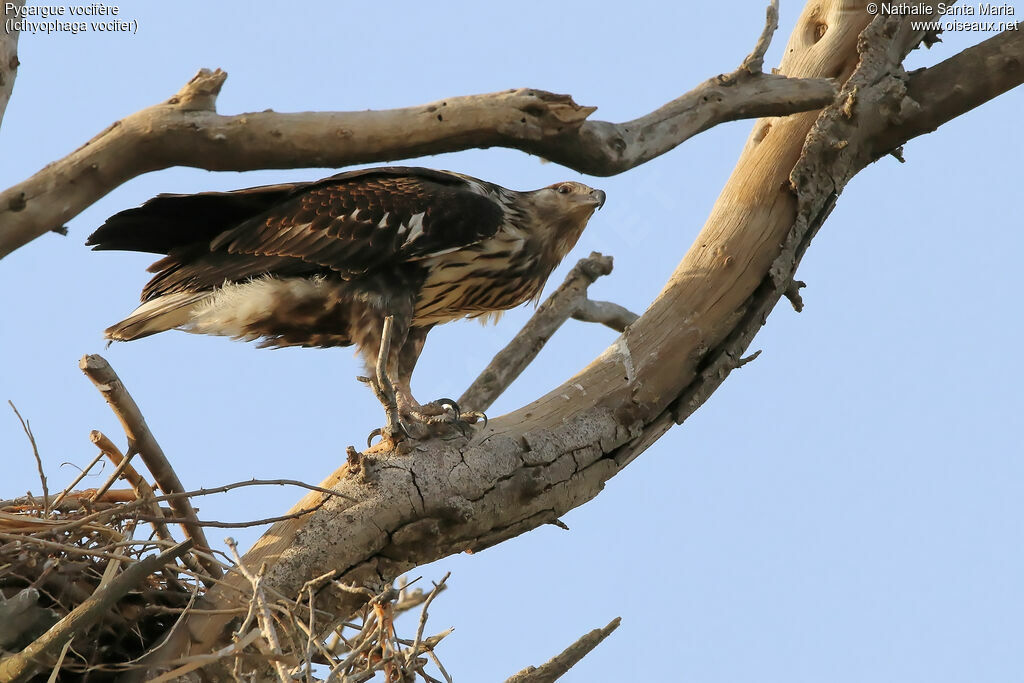 Pygargue vocifèrejuvénile, identification, habitat