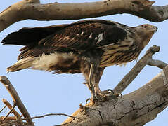 African Fish Eagle