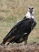 African Fish Eagle