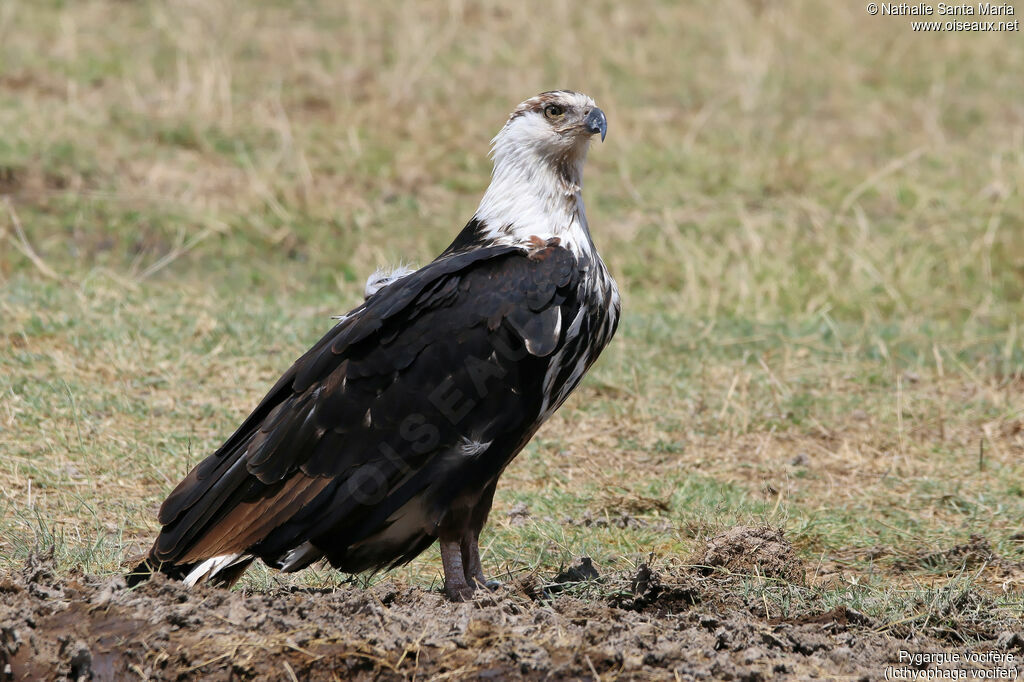 African Fish Eagleimmature, identification, habitat