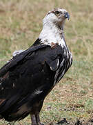 African Fish Eagle