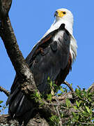 African Fish Eagle