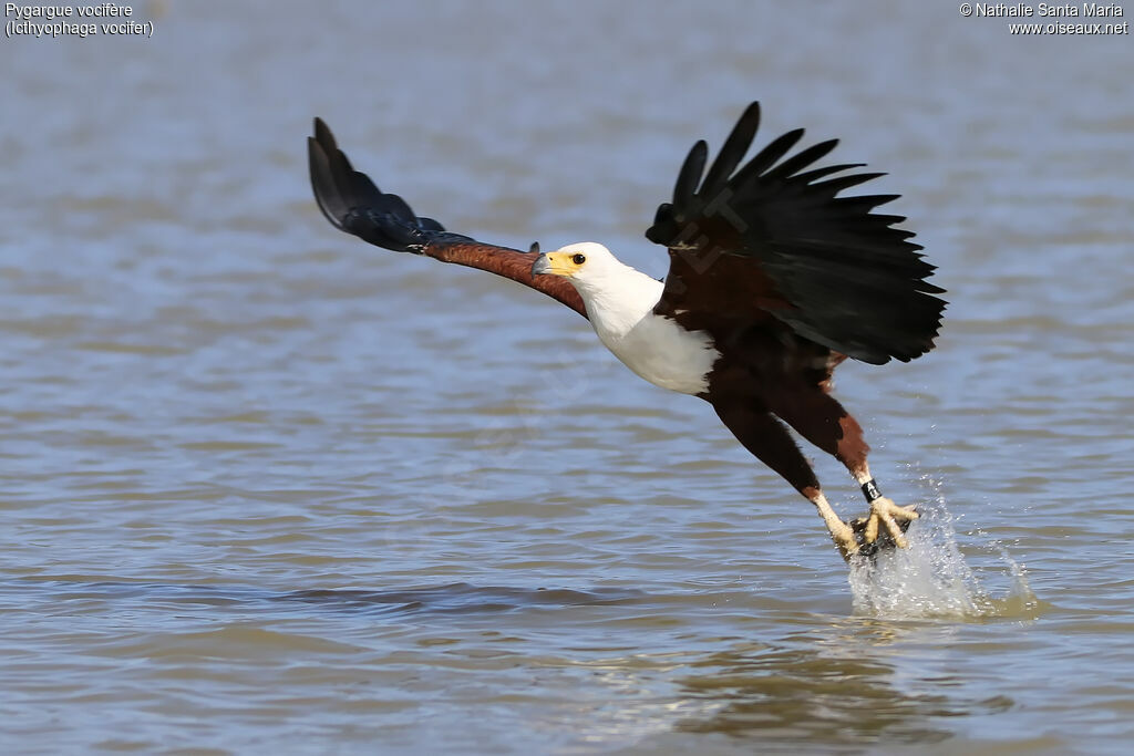 African Fish Eagleadult, identification, habitat, Flight, fishing/hunting