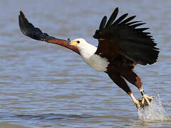 African Fish Eagle