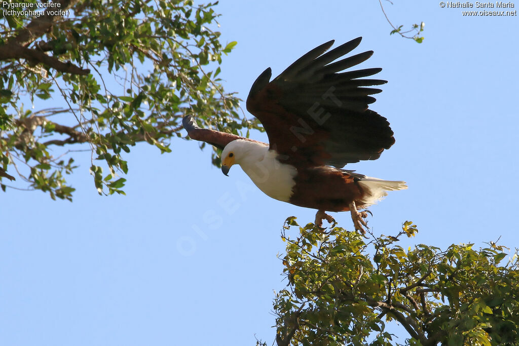 African Fish Eagleadult, Flight