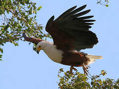 African Fish Eagle