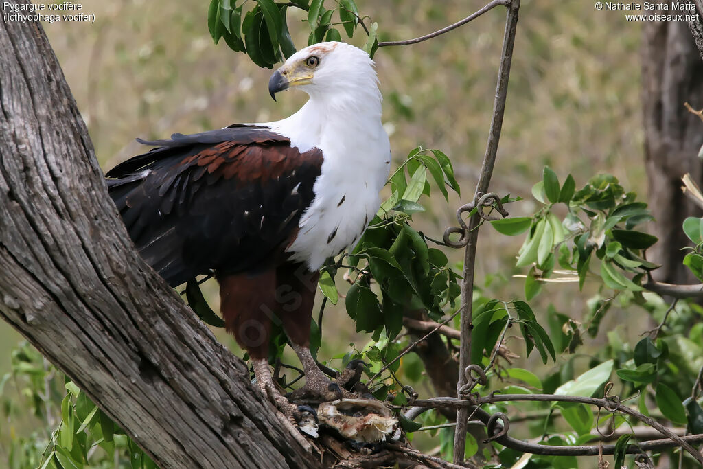 African Fish Eaglesubadult, identification, habitat, feeding habits